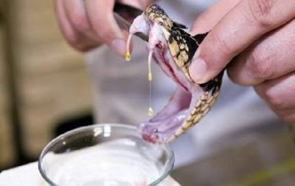 دستاورد پژوهشگر ایرانی؛ پادزهر نانویی که سم ۱۷ مار آفریقایی را خنثی می‌کند!